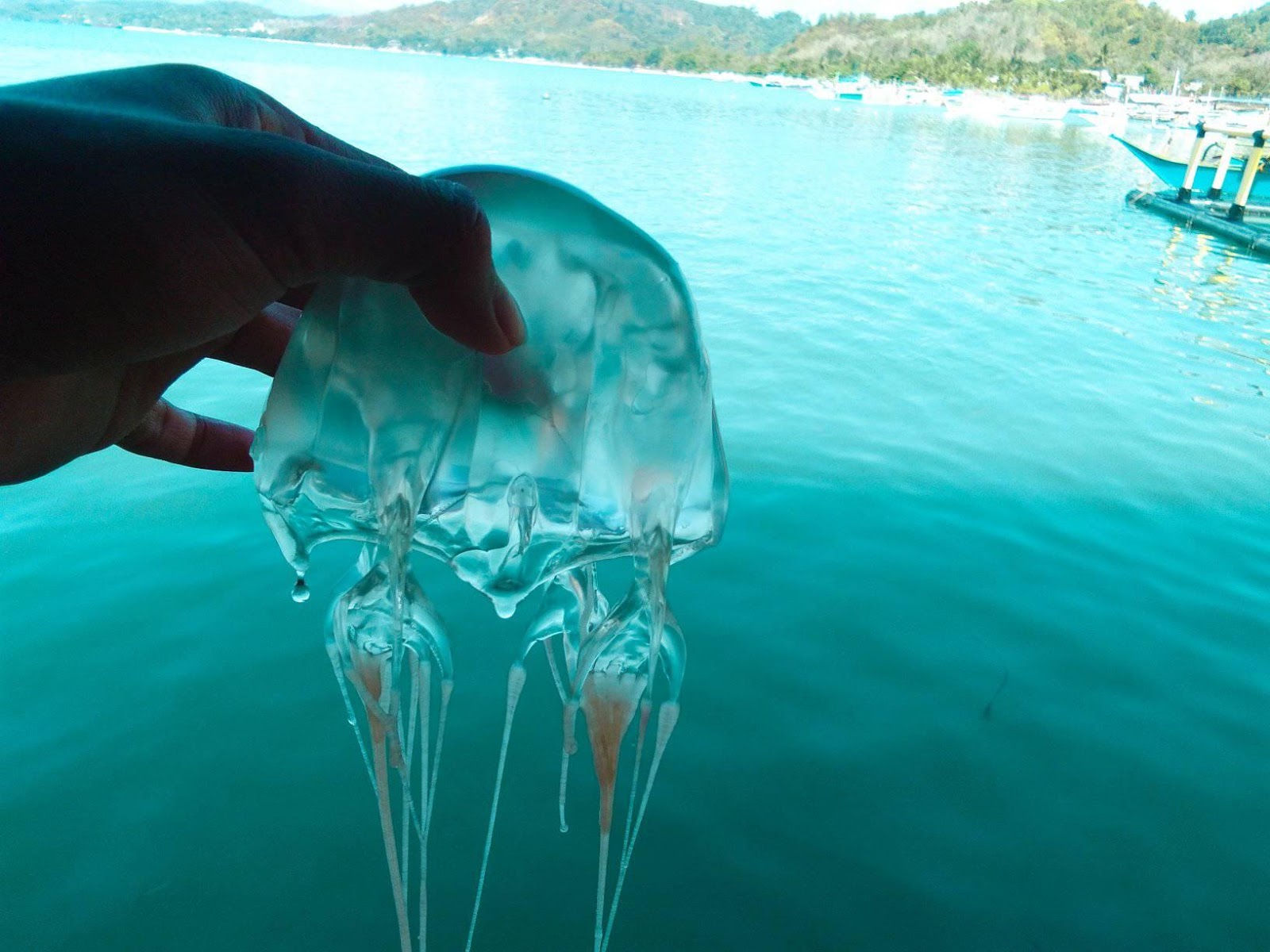 Box Jellyfish On The Move In The Philippines