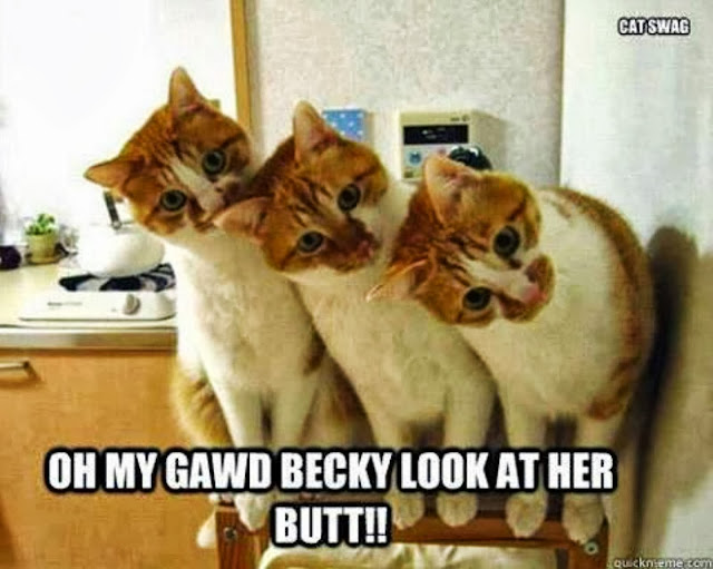 cats+looking+at+butt.jpg