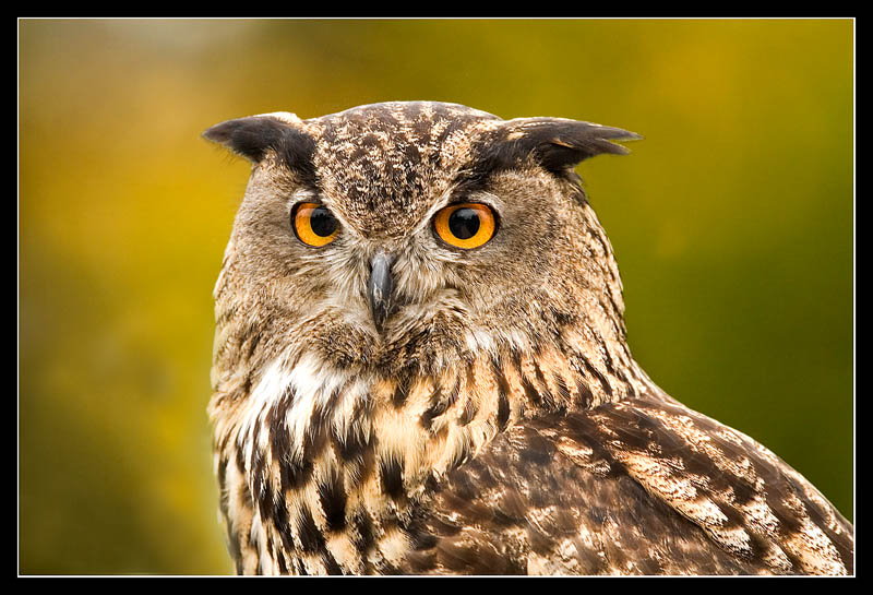 UN POCO DE AQUI,UN POCO DE ALLI VA DE ANIMALES EL BUHO