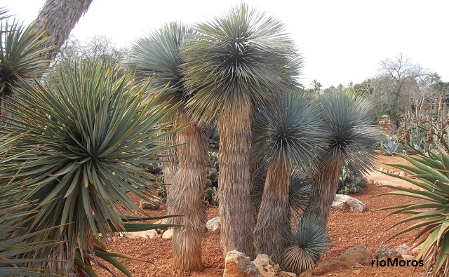 SOYATE Yucca rostrata