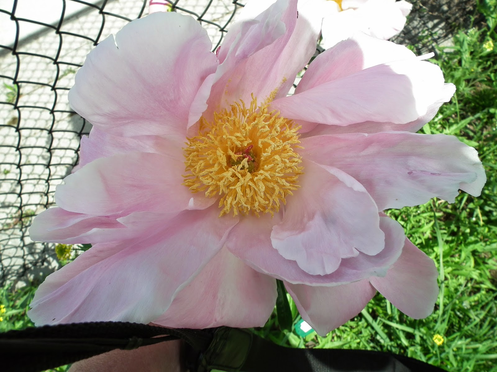 Peonies: Fourth Week of Blooms