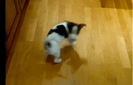 dog+after+his+tail+4b.gif