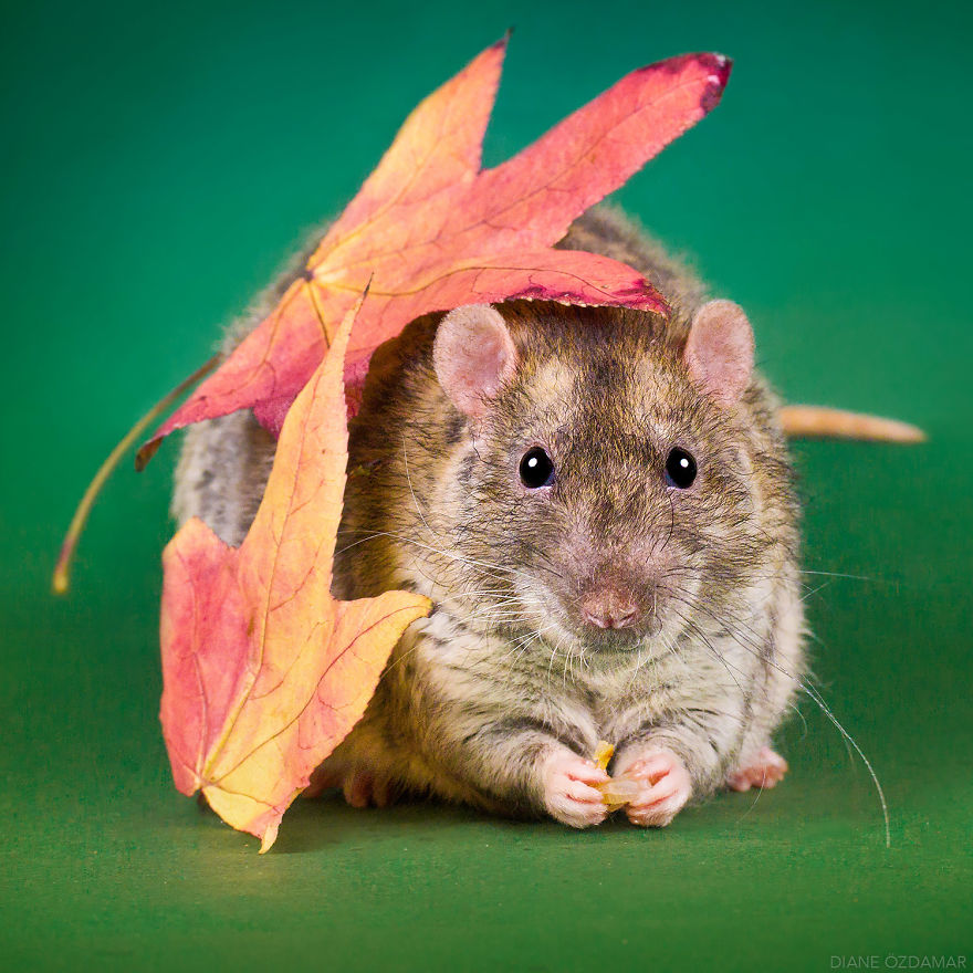 Artist Has Been Photographing Rats For Years To Make The World Love Their Image