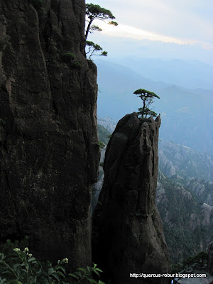 Huanshan - Yellow Mountains