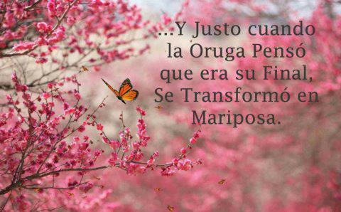 Linda Mariposa Transparente Imagenes Bonitas Frases Bonitas
