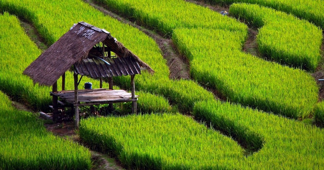 16 Contoh Karya Tulis Pertanian Skripsi Tesis Lomba Kti Dan Essay Terlengkap Seputarpembahasan Com