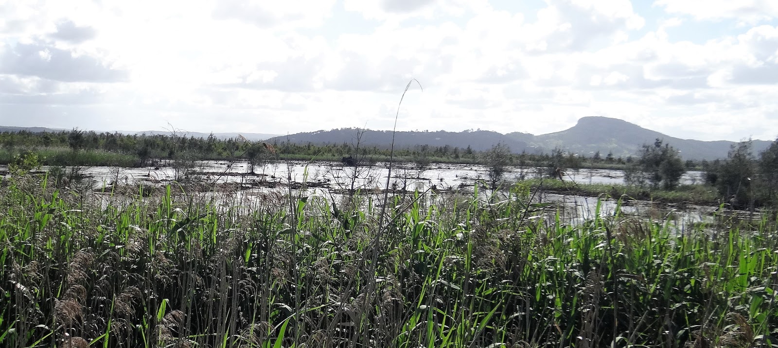 sunshinecoastbirds Yandina Creek Wetland Officially Opened