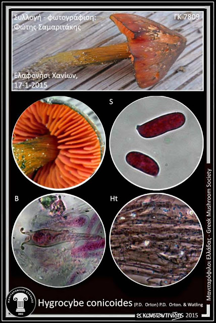 Hygrocybe conicoides (P.D. Οrton) P.D. Οrton. & Watling