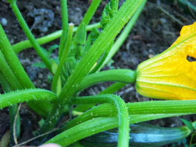 Detalle del pequeño calabacín en el que sale la flor femenina