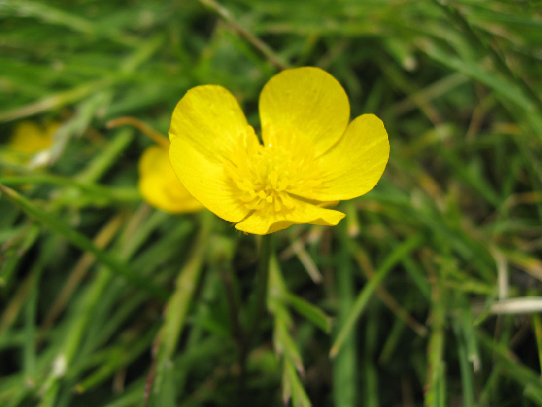 New Horse Owners Plants that are poisonous to horses UK
