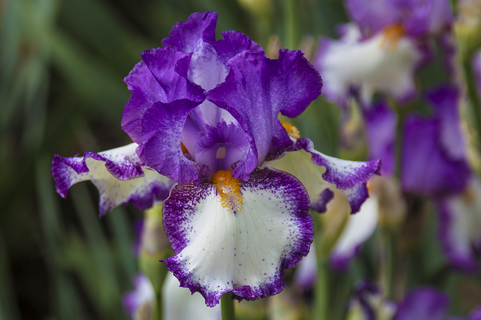 Photographing Oregon: Schreiner's Iris Gardens