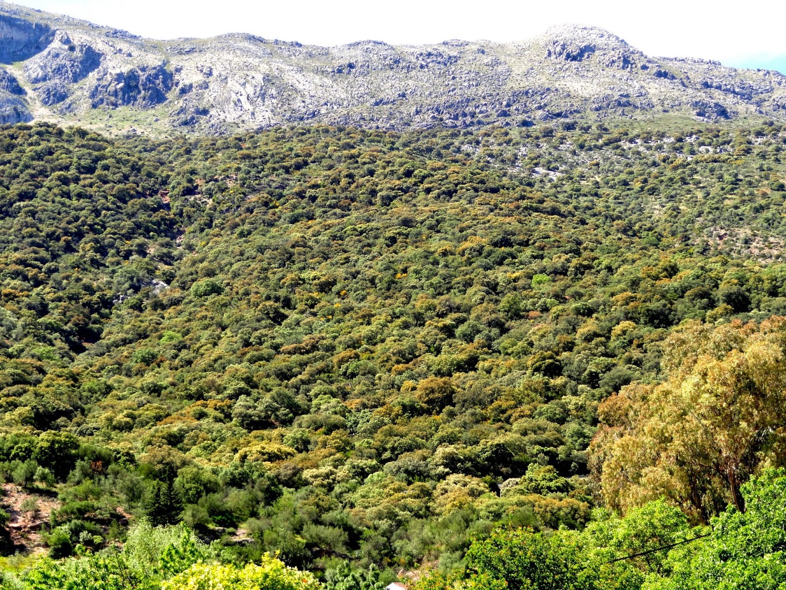 Los Manantialitos: Sendero del río Guadiaro