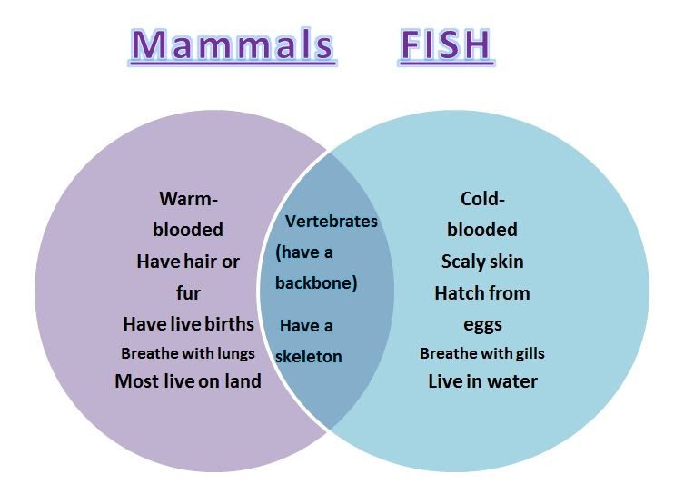 Learning Ideas - Grades K-8: Comparing Animals with Venn Diagrams