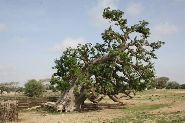 Pisa tiene su torre, aquí tienen su baobab