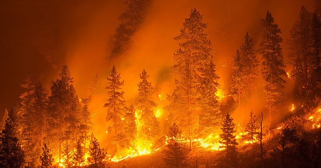 Sebutkan 5 Dampak Merugikan Akibat Kebakaran Hutan? Inilah