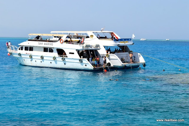 Diving in the Red Sea | Red Sea Egypt | Diving Sharm El Sheikh