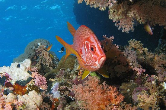 شعاب توماس المرجانية