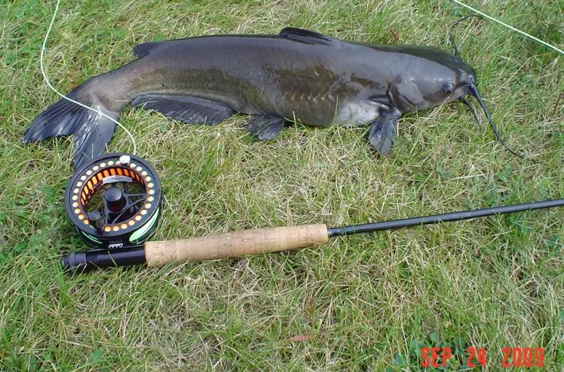 FishnDave FlyFishing for Catfish