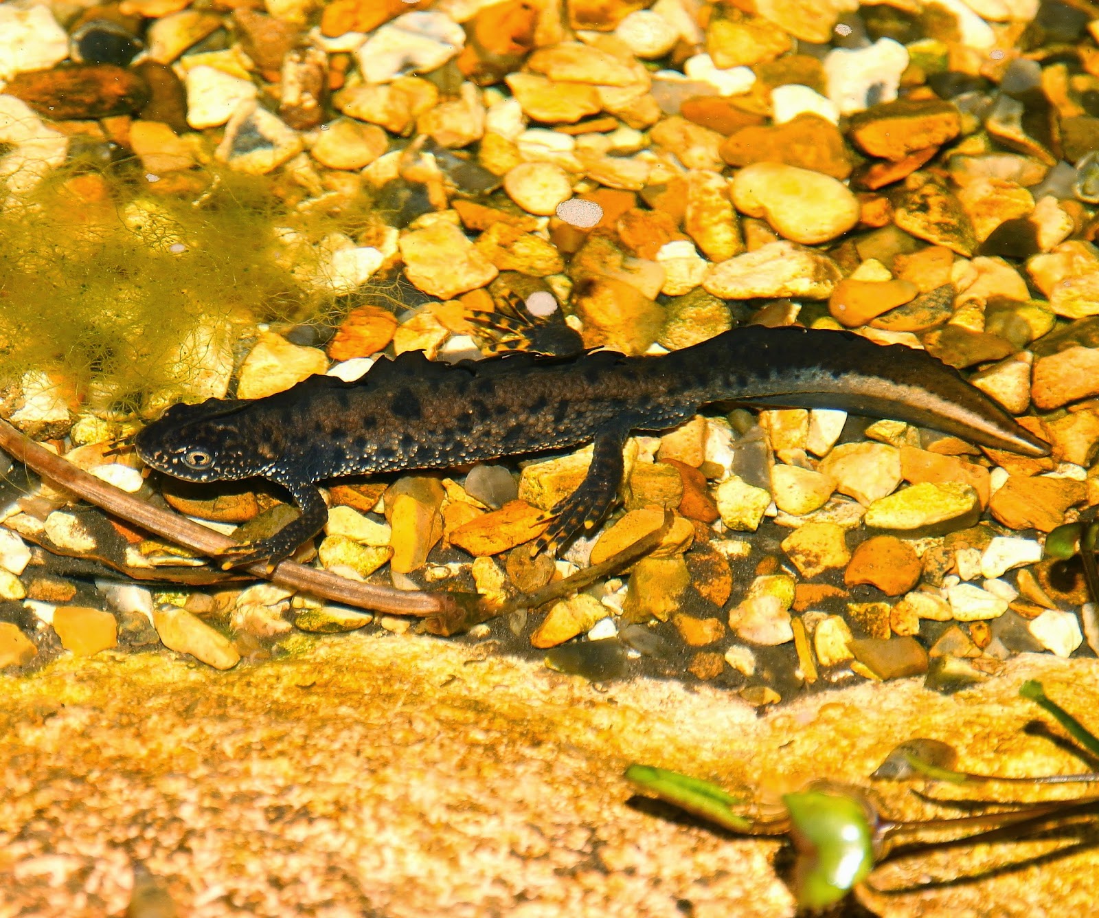 Birding Poole Harbour & Beyond 26 April 14 Greatcrested Newt