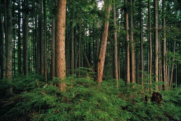 Anis Siberia Info Pendidikan Dan Biologi