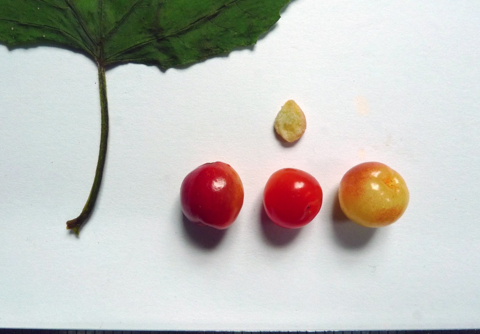Wild Harvests Highbush Cranberry debefuddled