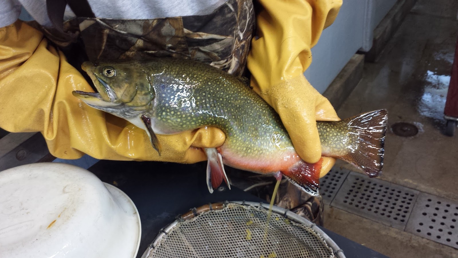 Take it Outside Fish Iowa! Fall Trout Spawn in Full Swing