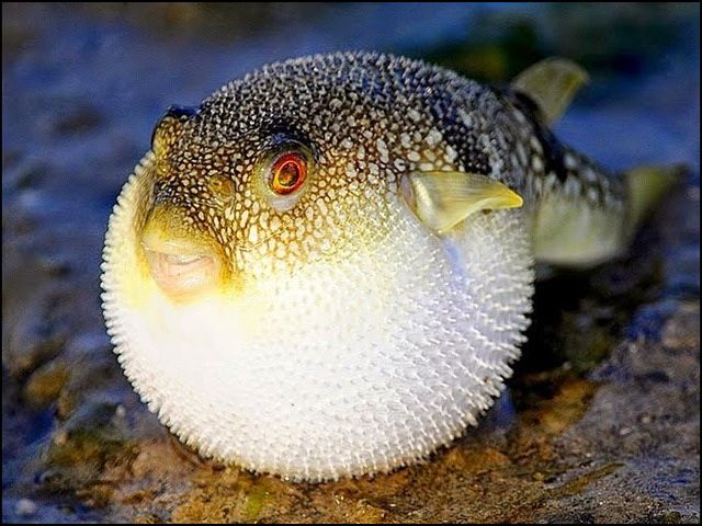 Gambar Ikan Buntal Lucu dari Jenis Air Laut tidak Beracun Gambar Ikan Buntal Lucu dari Jenis Air Laut tidak Beracun