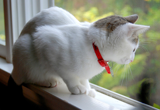 Why do cats like to look out of the window, like this pretty white cat with a red collar? Windows provide important enrichment and there are ways you can improve them from the cat's perspective.