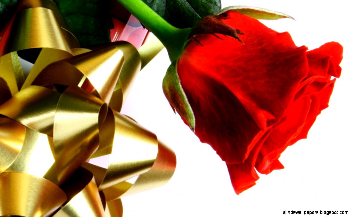 Beautiful Red Rose Hd