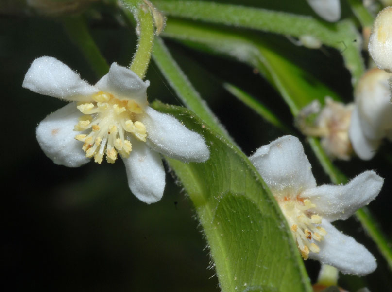 A Snail's Eye View Fontain’s Blushwood