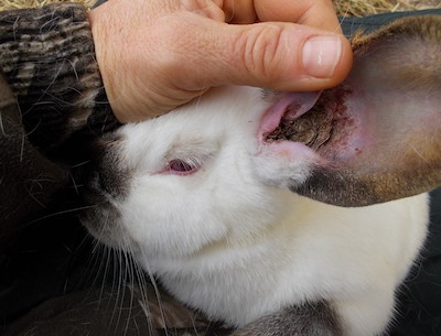 medianoche Egoísmo diente Ácaros en conejos (parte II): orejas | Conejos Colombia