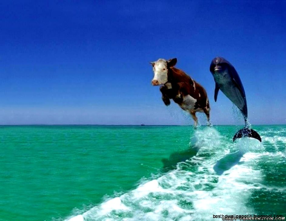 Animal Desktop Wallpaper