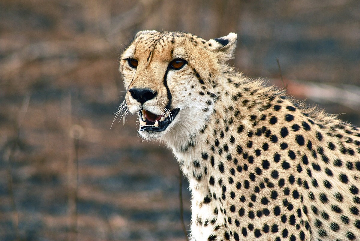 Big Cats And Wild Dogs Big Cats And Wild Dogs