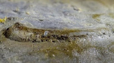 Ανακαλύφθηκε -πιθανώς- το αρχαιότερο μάτι στον κόσμο, ηλικίας 530 εκατομμυρίων ετών  