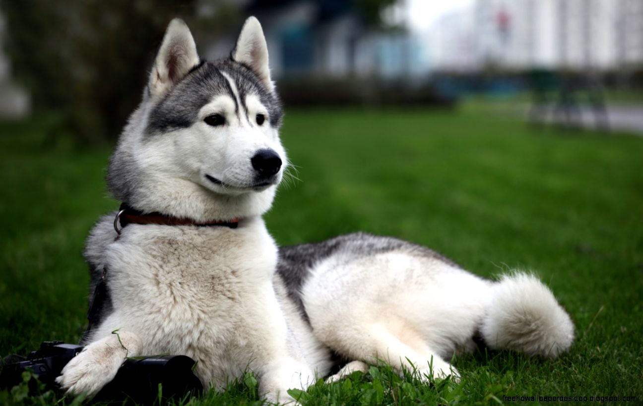 Siberian Husky Dog