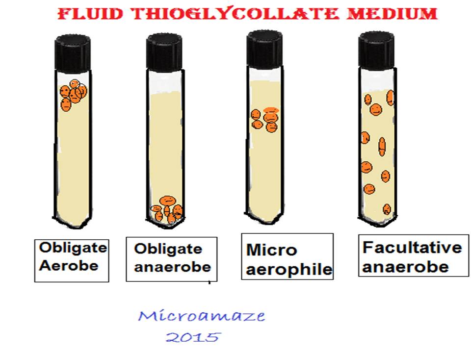 Microamaze: Fluid Thioglycollate Medium