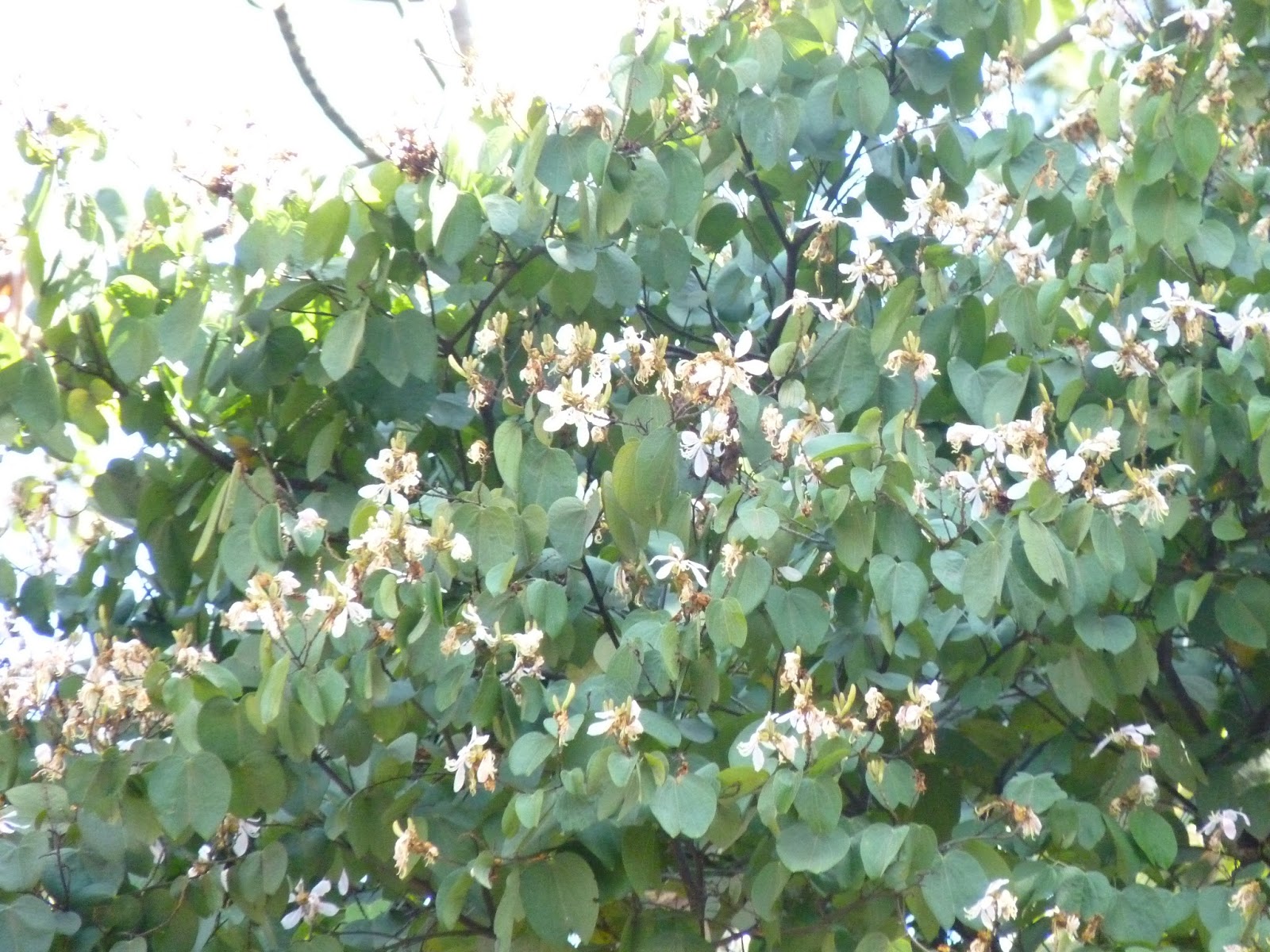 ARBORETUM SEPTIEMBRE casco de vaca