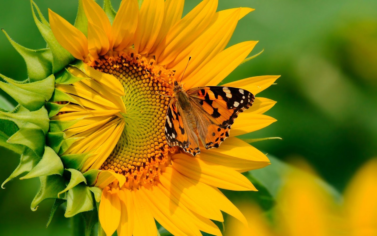 Butterfly on Sunflower Wallpaper