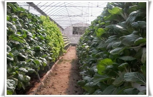 green house marunda