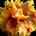 Hibiscus hybridum 'Irish Eye'