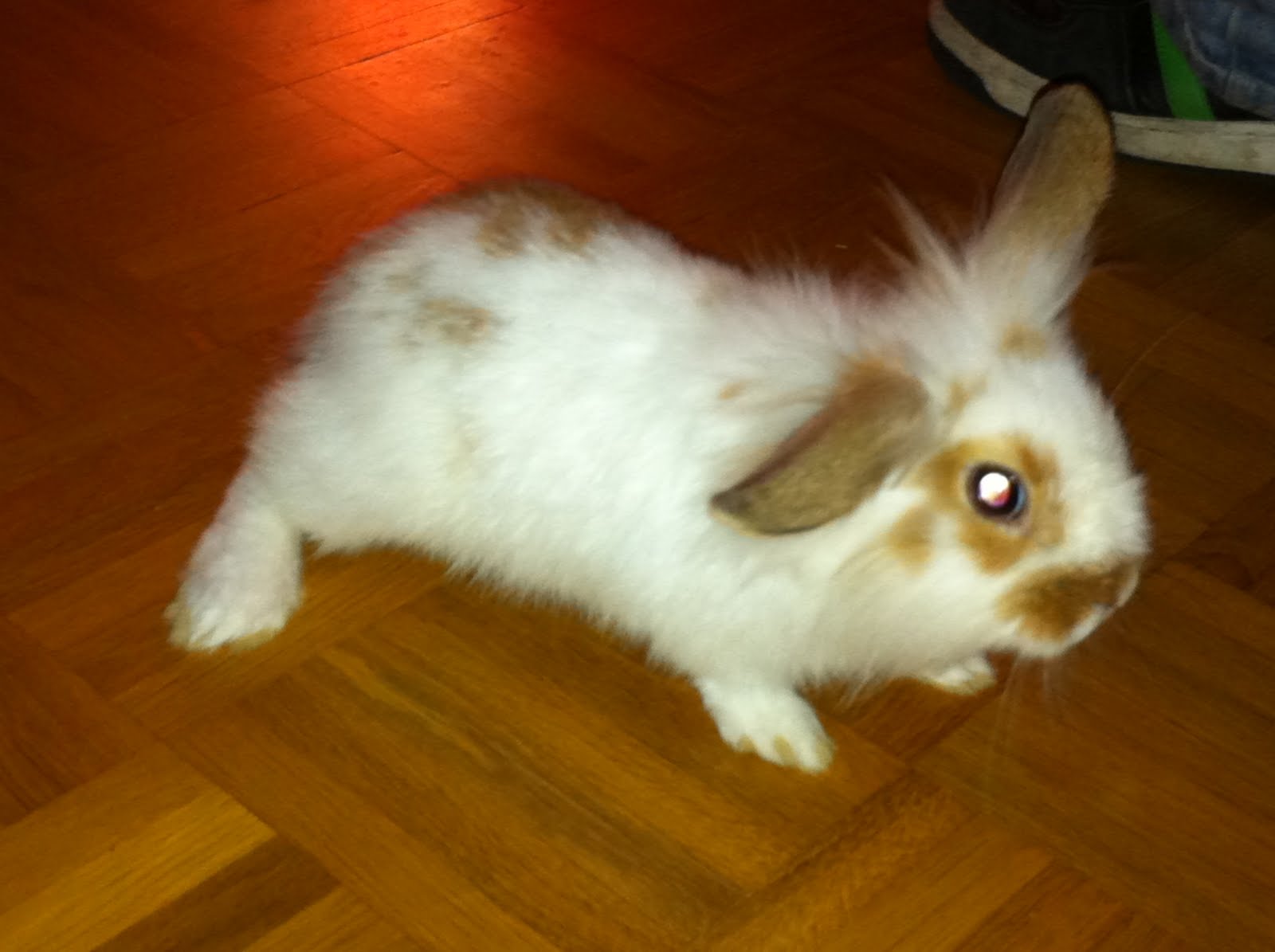 OhH wIe GuT, dAsS iCh ErWaChSeN bIn?*´?&amp; Unsere Tiere )