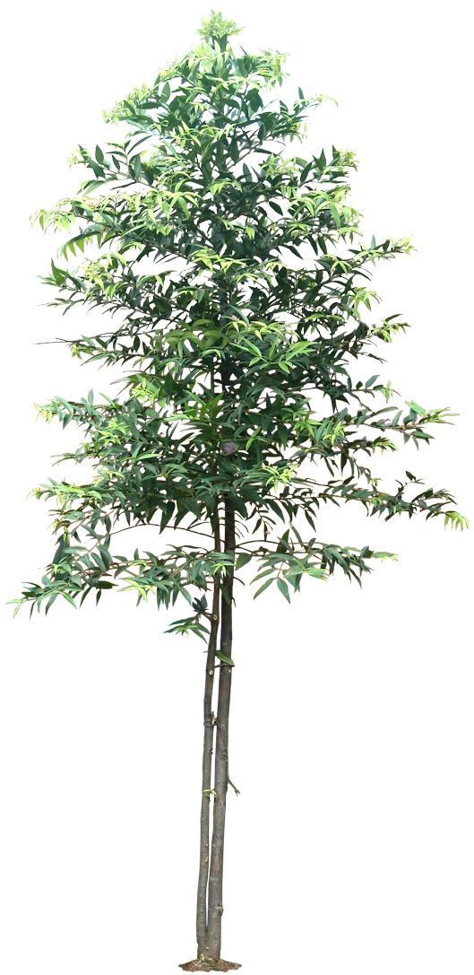 Tropical Plant Pictures Agathis Dammara