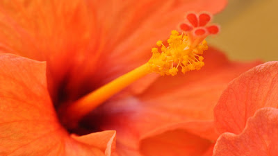 Wallpaper HD Orange Hibiscus Flower