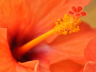 Wallpaper HD Orange Hibiscus Flower