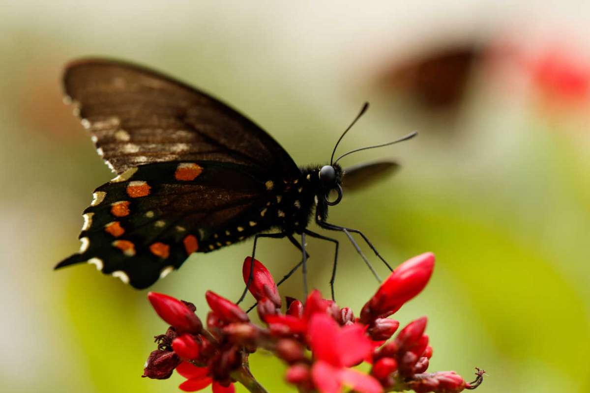 Things To Do In Los Angeles Butterfly Pavilion Open Now