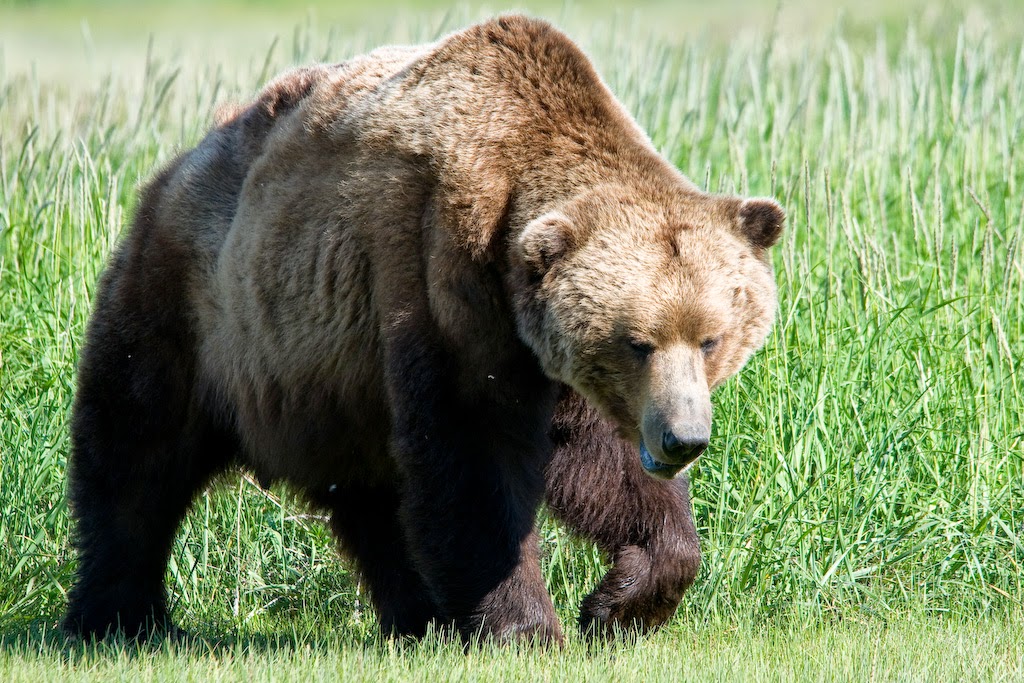 FACTS ABOUT BROWN BEARS