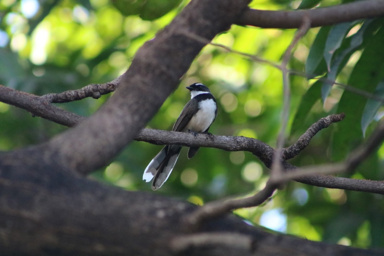 Ser Montaineer WILDLIFE DISCOVERY BACKYARD BIRDING QUEST