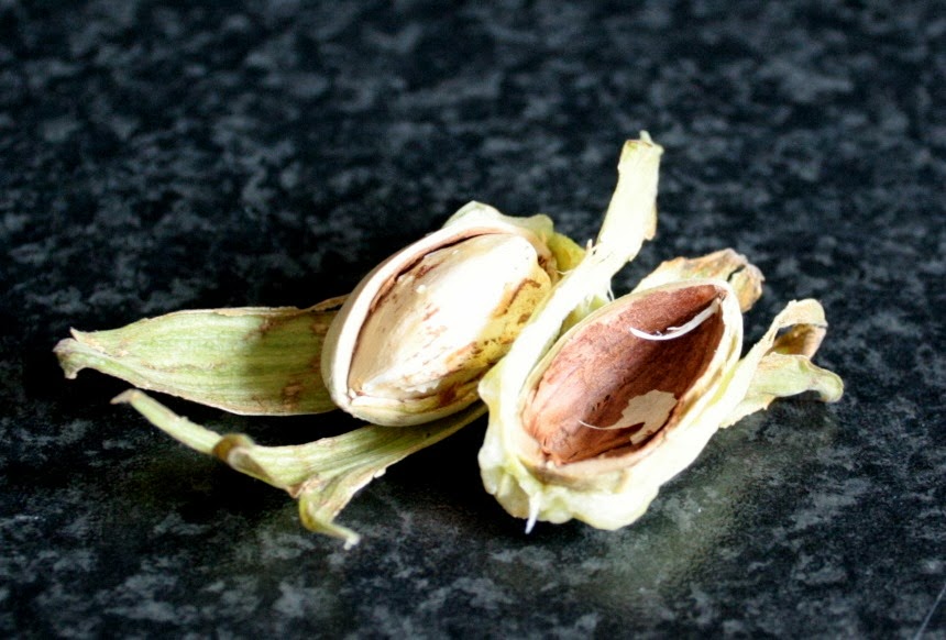 Cobnuts!