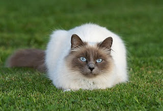 Birman Cat Pictures