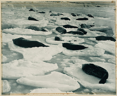Fotografías de la Antártida hace 100 años